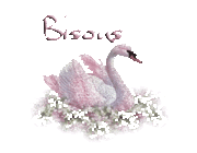 bisous cygne